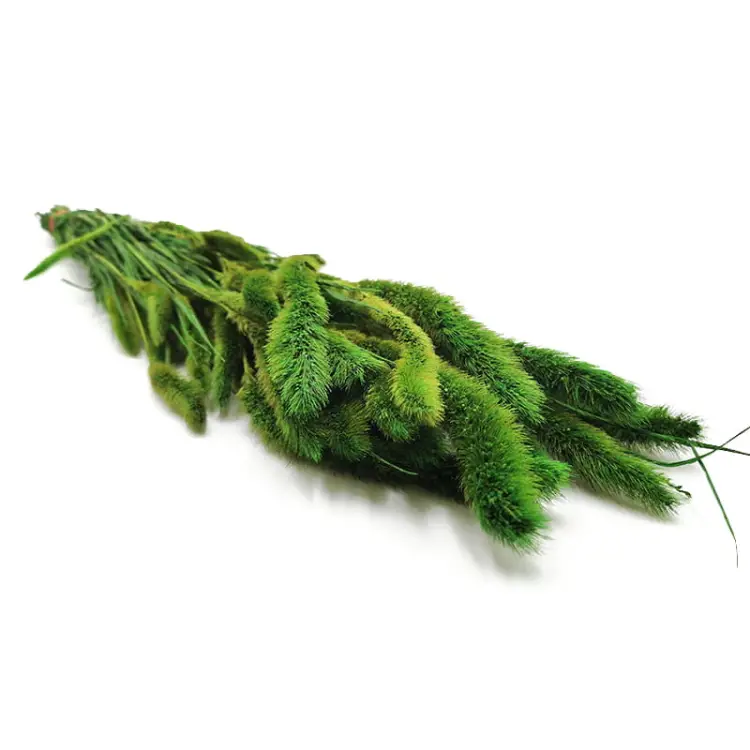 Setaria stabilizowana zielona.jpg