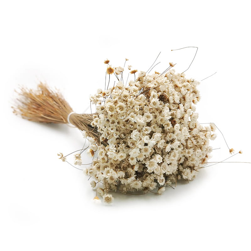 Glixia Séchée – (Comanthera, Glixia Marcela) – Blanc Naturel