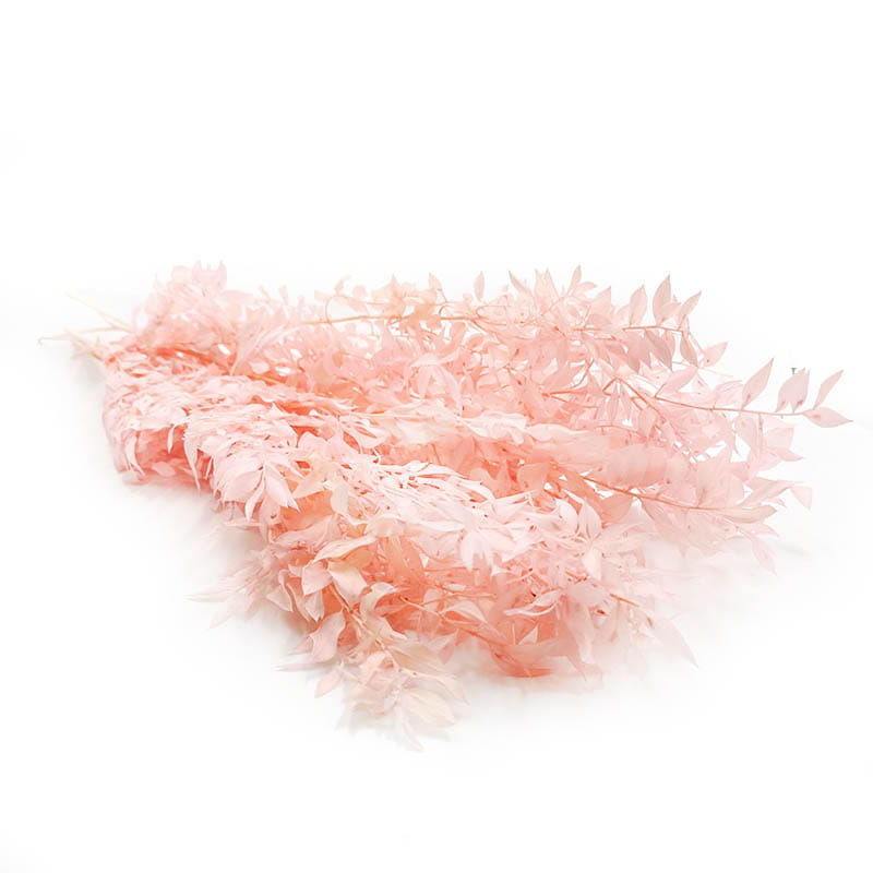 Ruskus stabilisé - (Ruscus) - Rose Pastel - CAT II