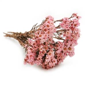 Oxodia Séchée – Rose