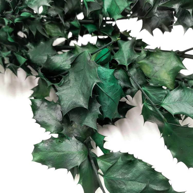 Ostrokrzew stabilizowany zielony zblizenie.jpg