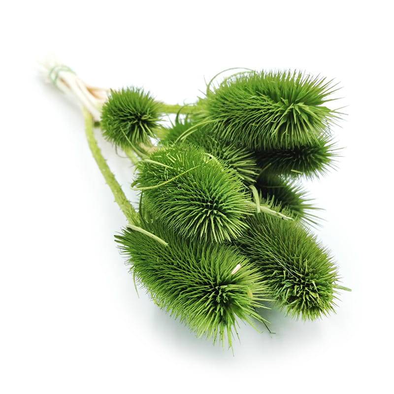 Chardon séché – (Dipsacus) – Vert