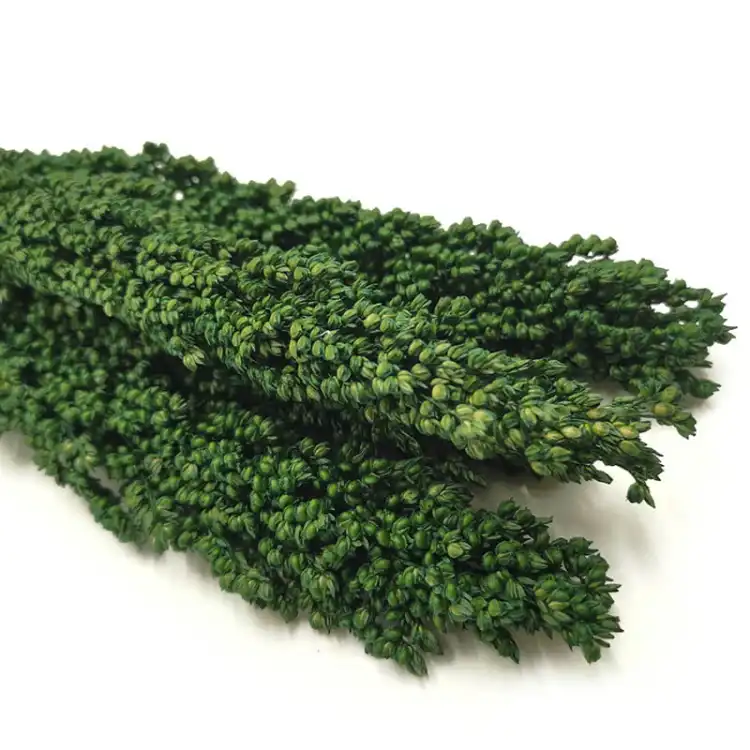 Sorgo suszone zielone zblizenie.jpg