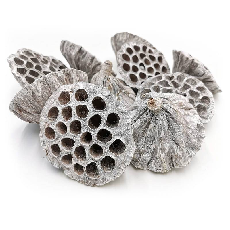 Lotus grand XXL (blanchi) - végétal exotique séché - 10 pcs