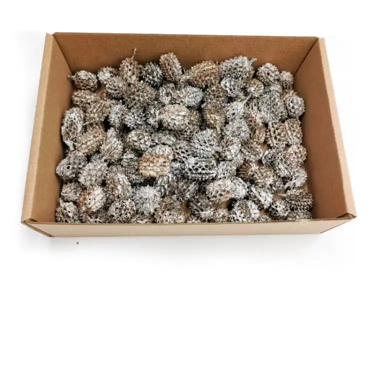 Casurina White Washed 100g pudełko.jpg
