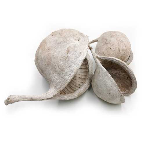 Budda Nut White Washed 3szt zblizenie.jpg