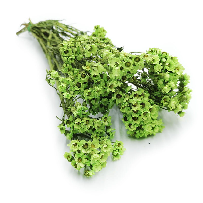 Oxodia Séchée – Verte