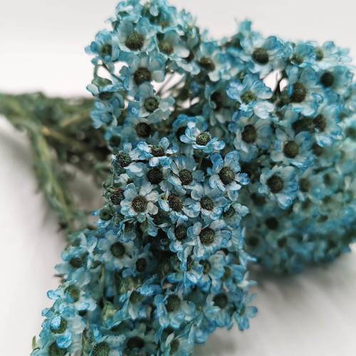 Oxodia niebieska.jpg