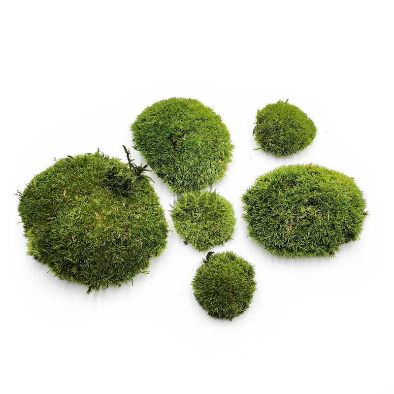 Mousse boule – Vert Foncé Naturel – 0,062m² (40x15cm) – France