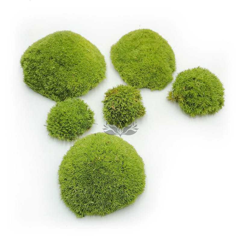 Mousse boule – Vert Clair Naturel – 0,5m² (100x50cm) – France