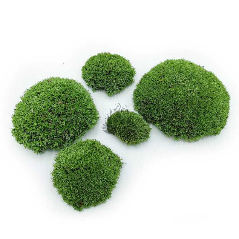 Mousse boule – Vert Moyen Naturel – 0,1m² (40x25cm) – France