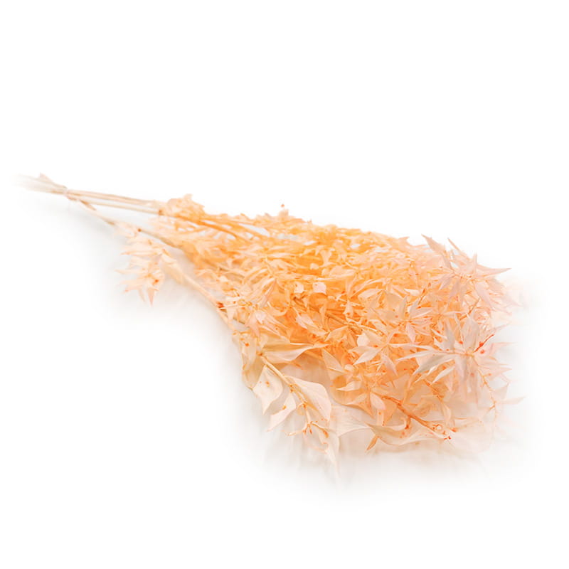 Ruscus stabilisé – (Ruscus) – Pêche