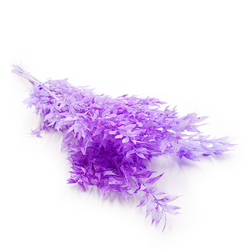 Ruscus stabilisé – (Ruscus) – Lilas