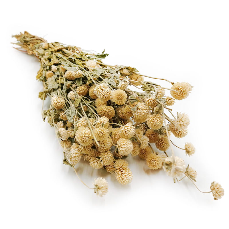 Gomphrena globosa séchée Premium – (Amarante globuleuse) – Blanche