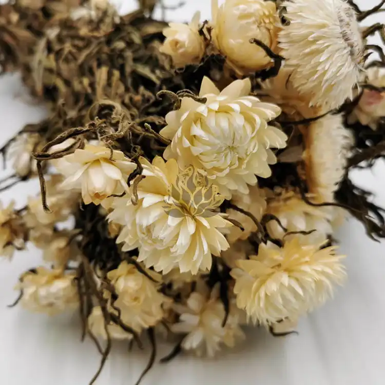 Kocanka Biała (Helichrysum) zblizenie.jpg