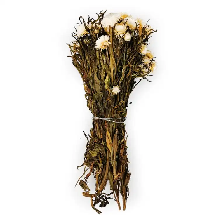 Kocanka Biała (Helichrysum) bukiet.jpg