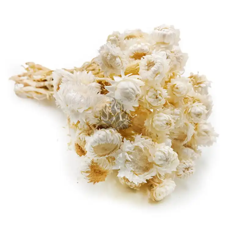 Kocanka Bielona (Helichrysum) okladka.jpg