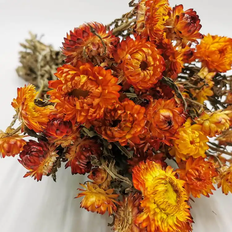 Kocanka Pomaranczowa (Helichrysum) zblizenie.jpg