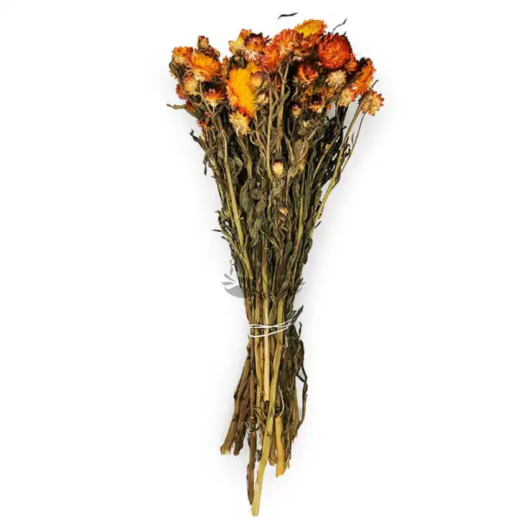 Kocanka Pomaranczowa (Helichrysum) bukiet.jpg