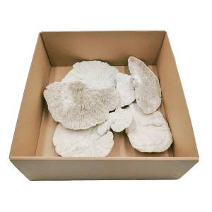 CHAMPIGNON SÉCHÉ BLANCHI CIRÉ – 1 pièce