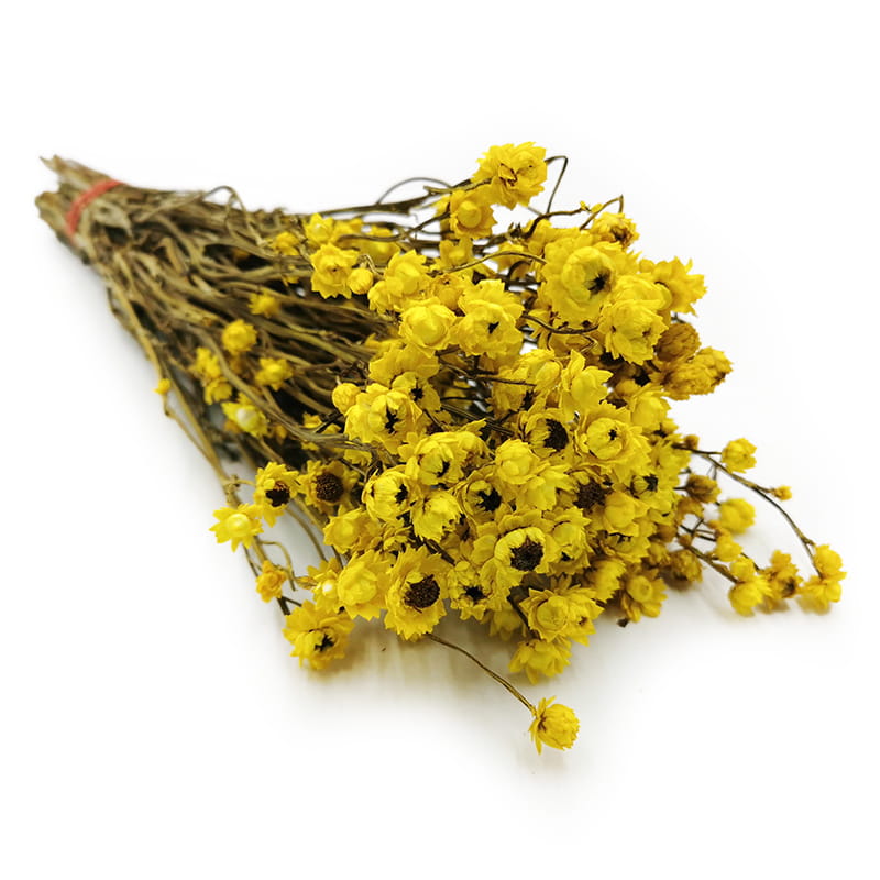 Ammobium séché, immortelle ailée – (Ammobium alatum) – Jaune