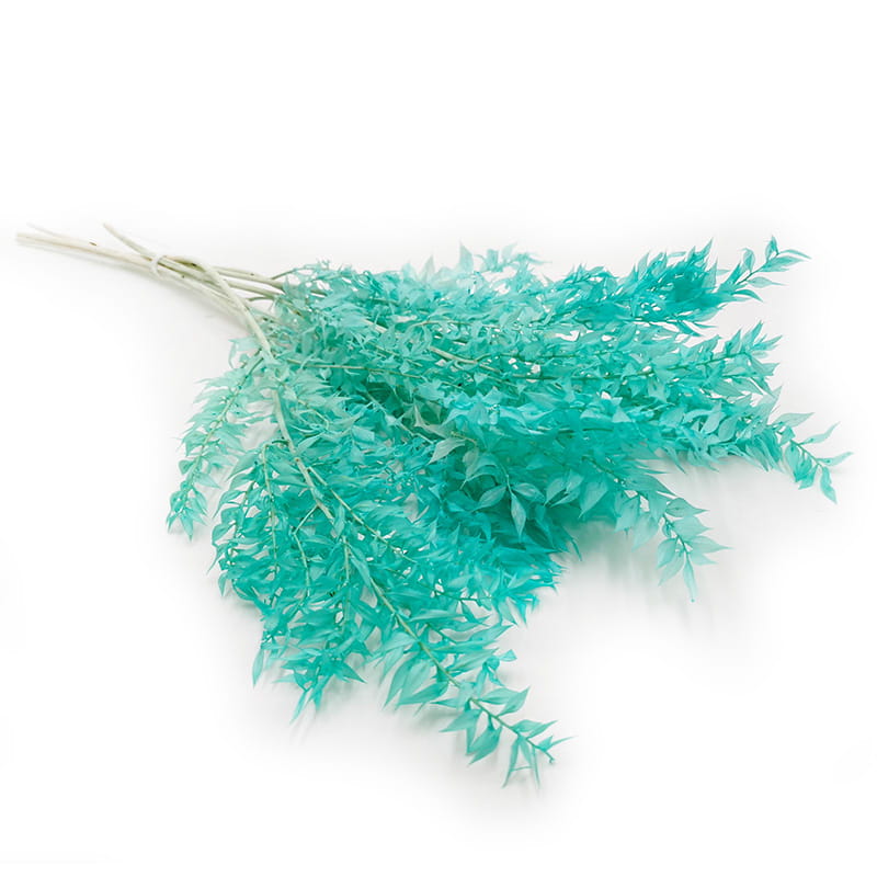 Ruscus stabilisé – (Ruscus) – Menthe