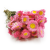 Acroclinium Suszone Różowe PL 50g.png