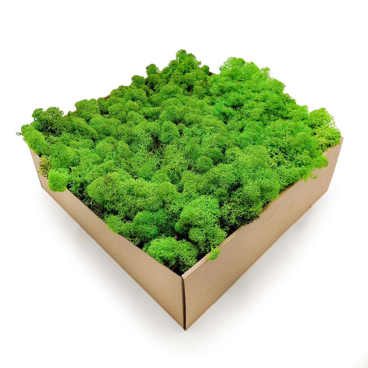 Lichen de renne stabilisée – Norvège – Vert herbe 2,5 kg NET