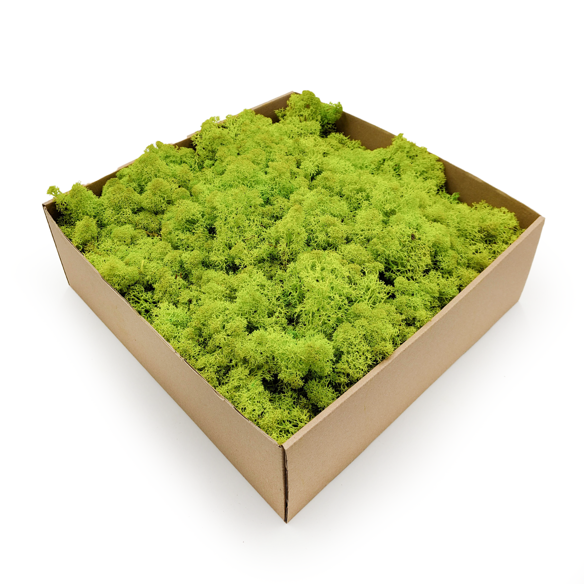 Lichen de renne stabilisée – Norvège – Vert printemps 2,5 kg NET