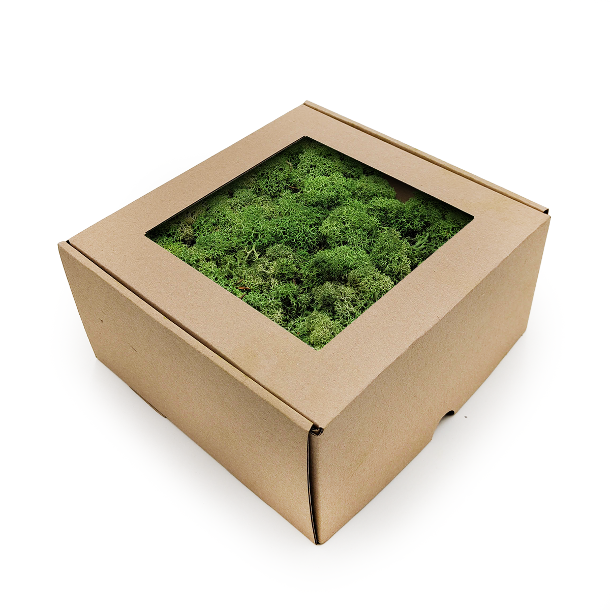 Lichen de renne de Norvège stabilisée – Vert bouteille 500 g NET