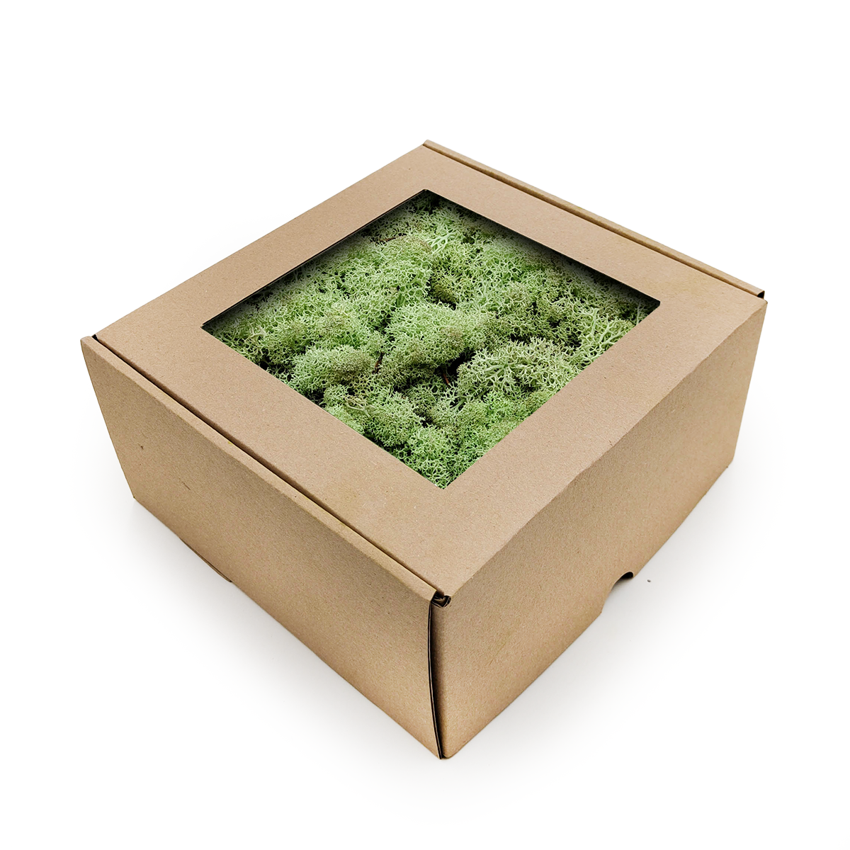 Lichen de renne de Norvège – Vert menthe 500 g NET