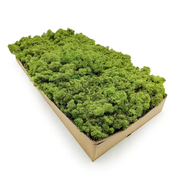 Nor SZ 2.png