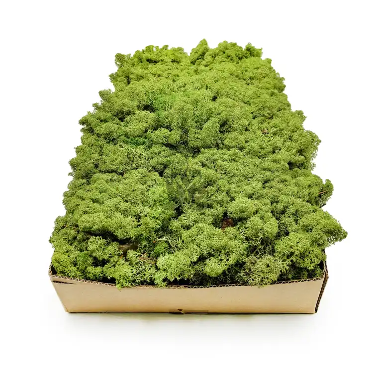 Nor SZ 3.png