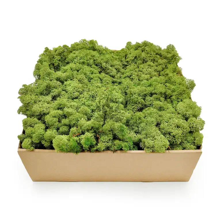 Nor SZ 1.png