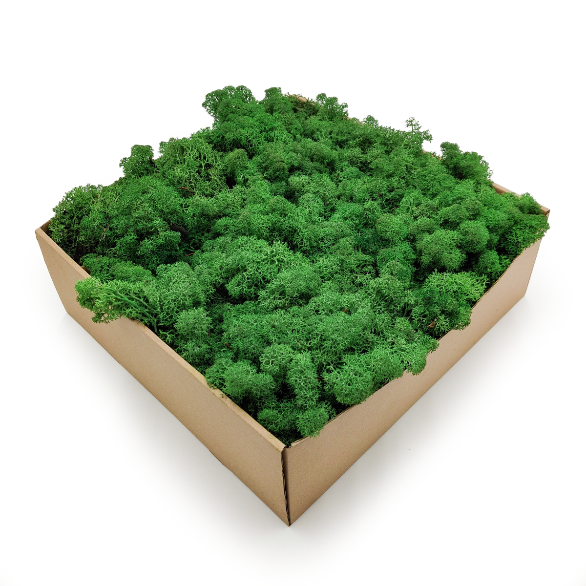 Lichen de renne de Norvège – Vert ombré 5 kg NET