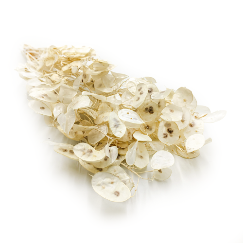 Lunaria Polska okladka.png