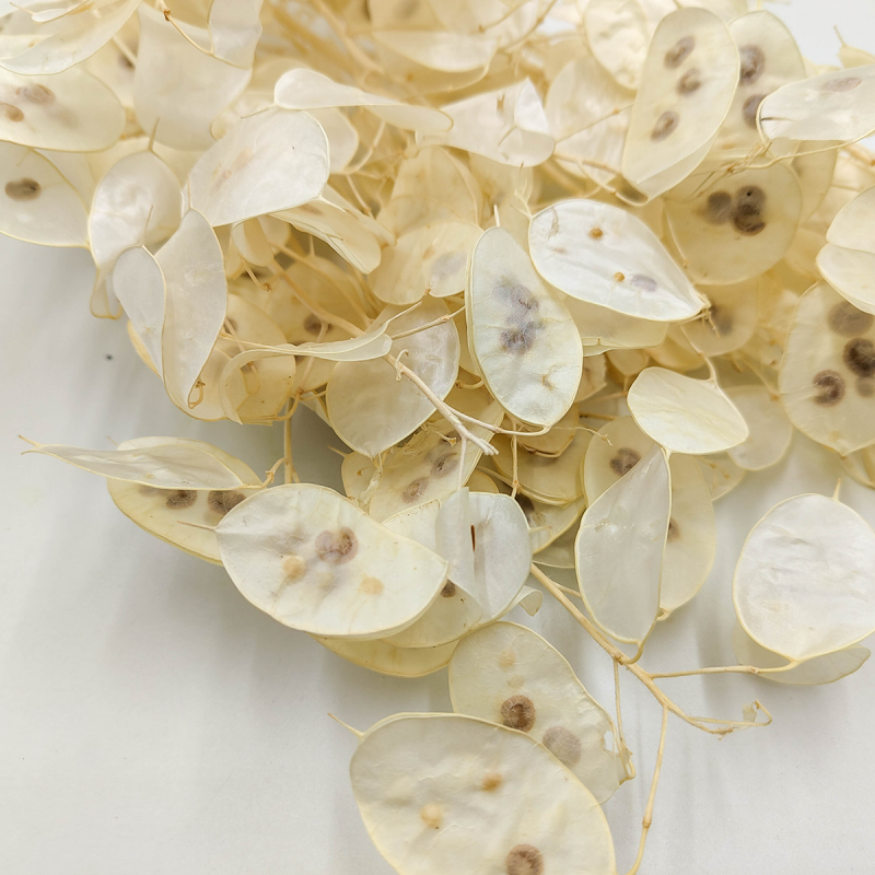 Lunaria Polska zblizenie.png