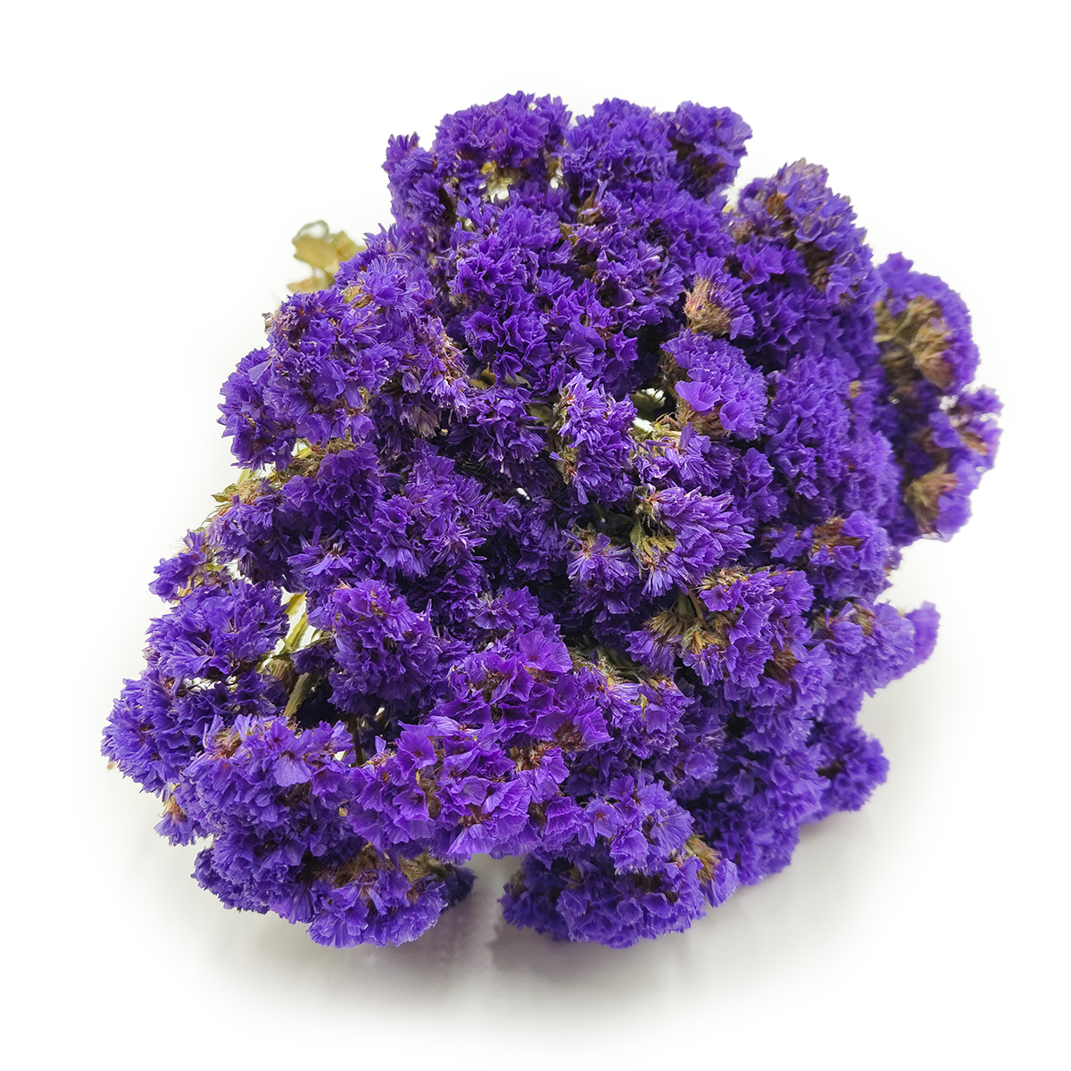 Statice séché (Limonium sinuatum) – Violet