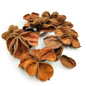 Land Lotus – Naturel – lot de 10 pièces