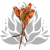 Suszona Protea czerwona cala1.png