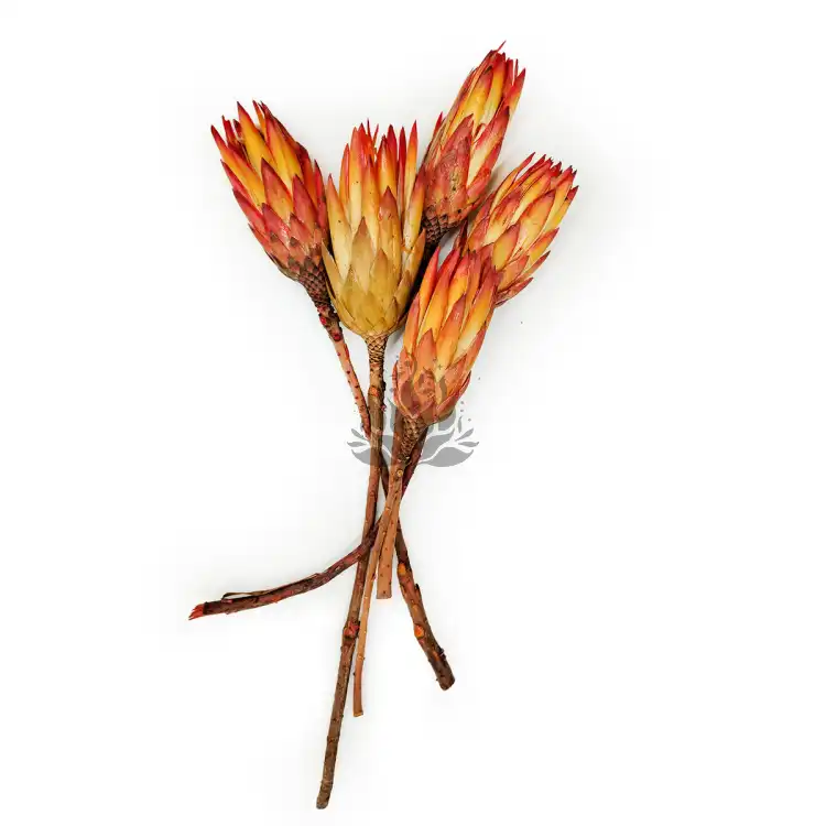 Suszona Protea czerwona cala1.png