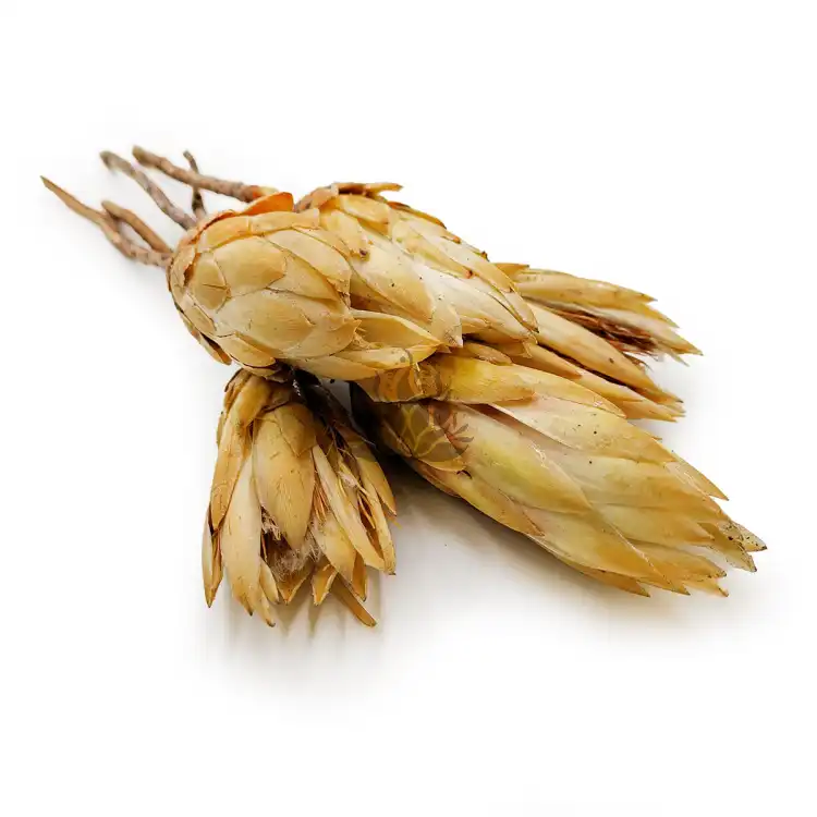 Suszona Protea kremowa okladka.png
