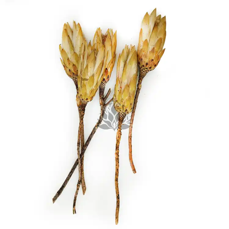 Suszona Protea kremowa zala.png