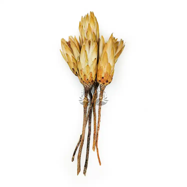 Suszona Protea kremowa cala1.png