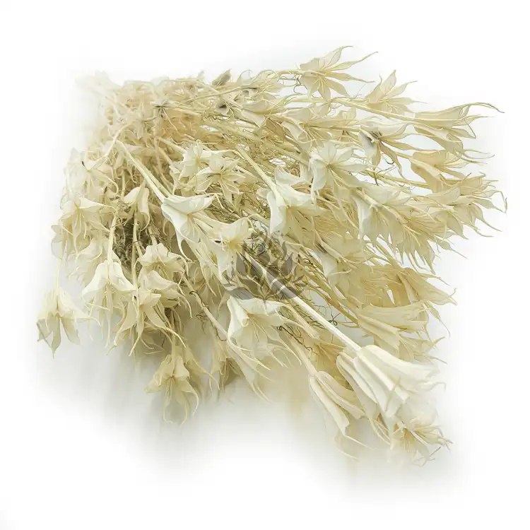 czarnuszka orientalna bielona okladka.png