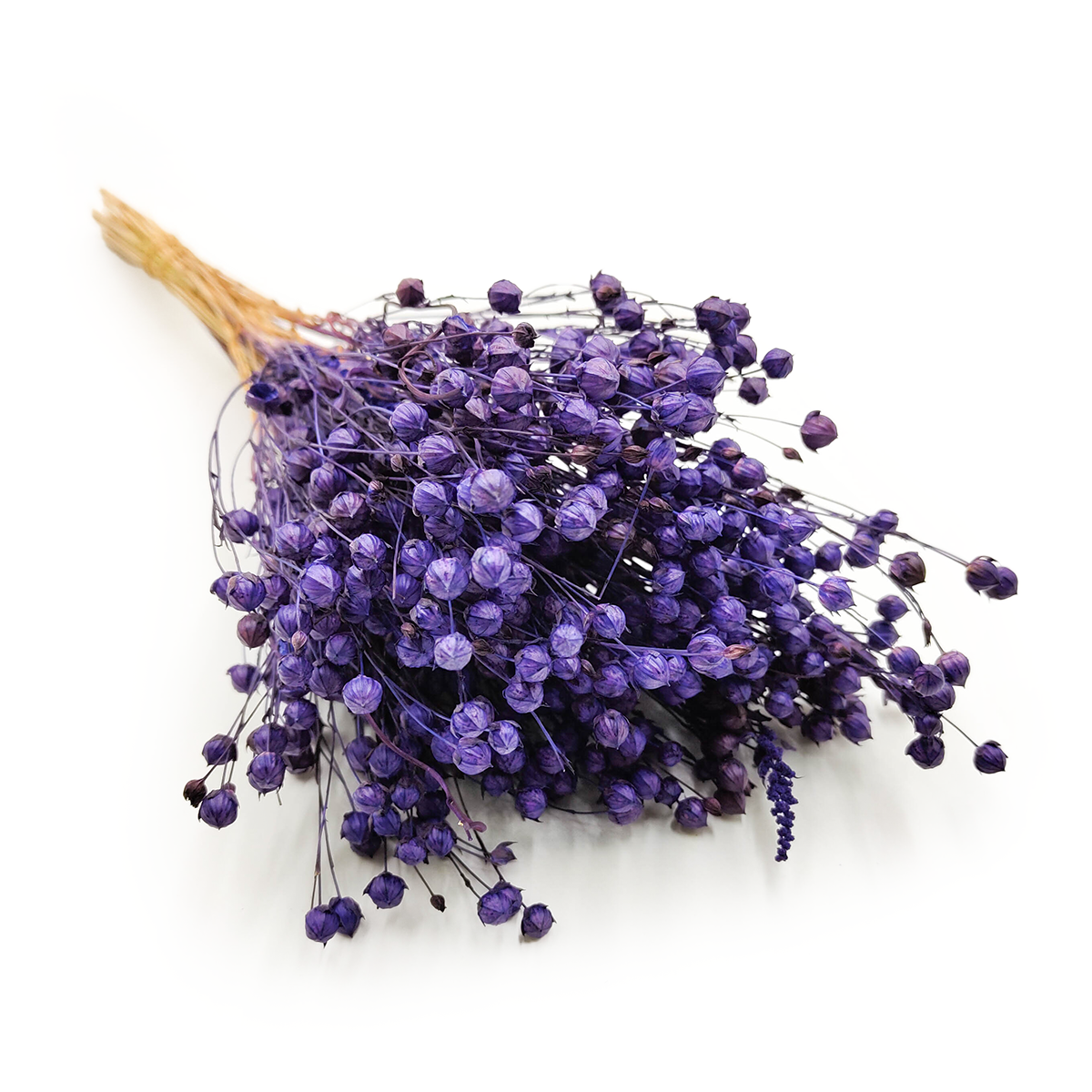 Lin Séché – Violet