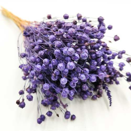 suszony len królewski granat zblizenie.png