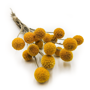 Craspédia séchée (Craspedia Natural) – Jaune – bouquet de 20 pièces
