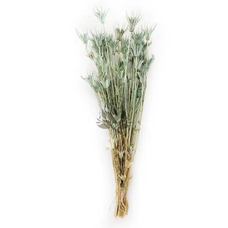 nigella orientalis suszona mietowa cala.png