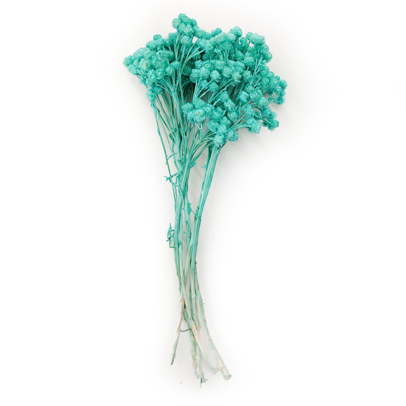 Helichrysum italicum kocanka wloska mietowa cala.png